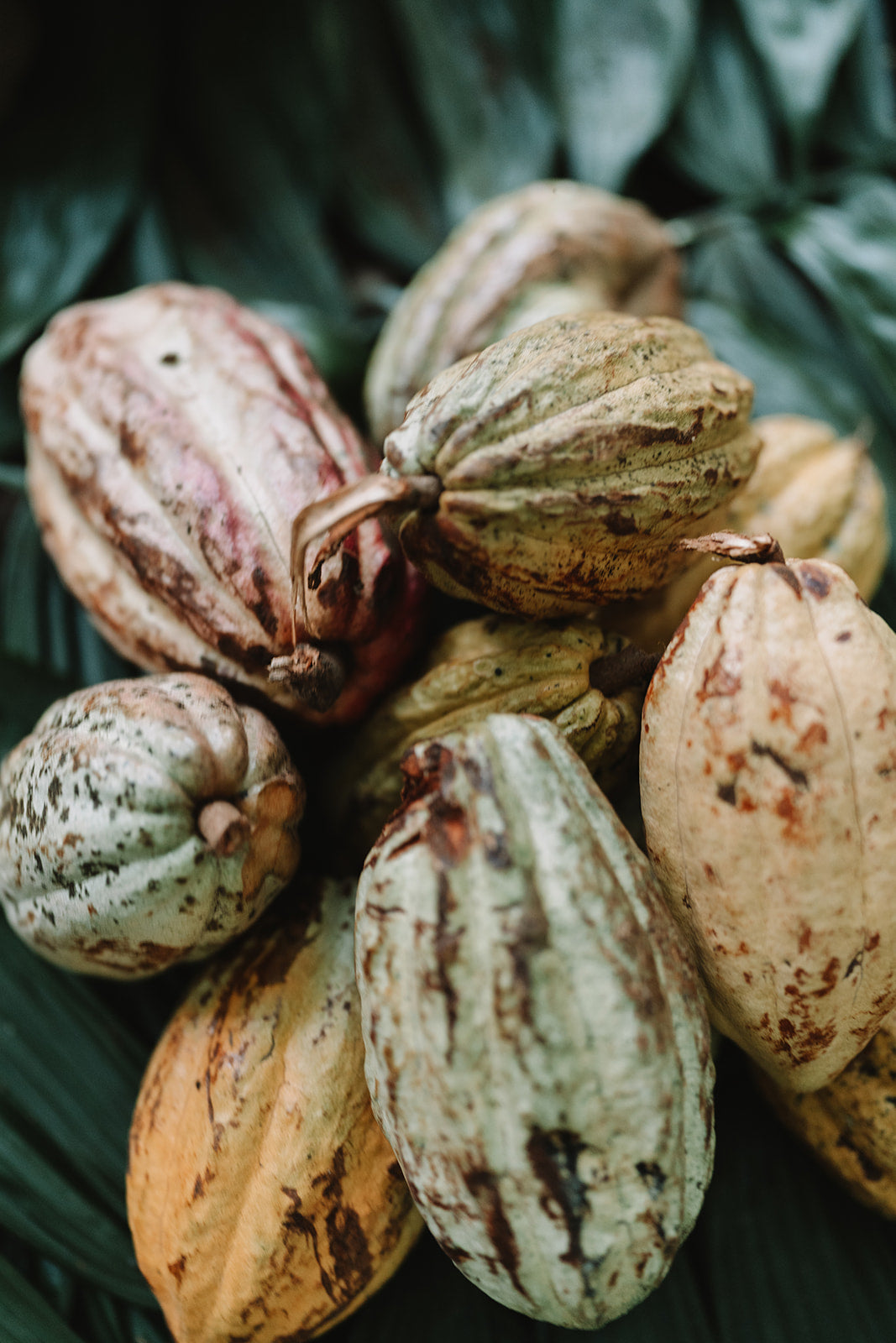 Primal Ceremonial Cacao Powder